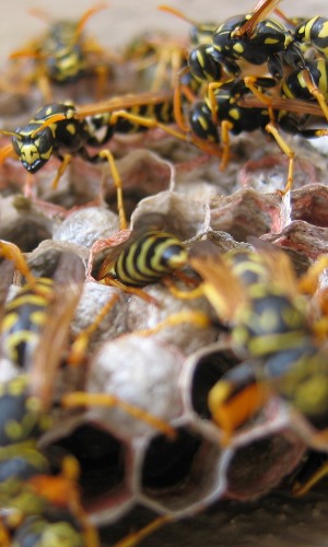 Bees, Yellowjackets, and Wasps