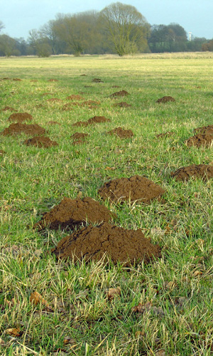 Moles