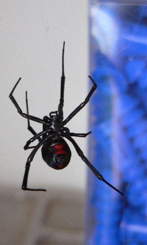 Spiders